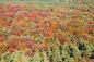 Preview: Fototapete Herbstwald