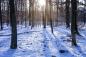 Preview: Fototapete Schnee im Winterwald