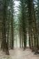 Preview: Hochformat Fototapete Wald im Nebel