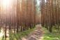 Preview: 3D-Fototapete Waldstimmung im Sonnenlicht