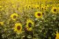 Preview: Fototapete Sonnenblumen