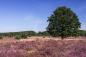 Preview: Fototapete Lüneburger Heide