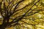Preview: Fototapete Baumkrone im Herbst