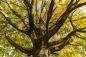 Preview: Fototapete Herbstbaum