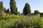 Preview: Fototapete Berlin Mauerpark