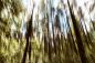 Preview: Fototapete verschwommener Wald