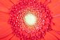 Preview: Fototapete Gerbera