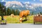 Preview: Fototapete Kühe in Alpen
