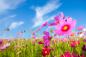 Preview: Fototapete Blumen