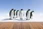 Preview: Fototapete Pinguine