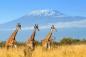 Preview: Fototapete Giraffen