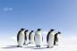 Preview: Fototapete Pinguine