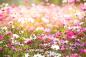 Preview: Bedruckte Fensterfolie mit Kosmosblumen in Rosa und Pink