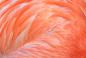 Preview: Selbstklebende Fensterfolie mit Flamingo-Feder-Motiv
