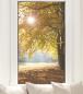 Preview: Fensterfolie Herbstbaum im Sonnenlicht