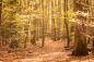 Preview: Fensterfolie Wald im Herbst im Querformat