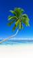 Preview: Selbstklebende Fensterfolie mit einer Palme am Strand