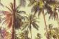Preview: Selbstklebende Fensterfolie mit Palmen im Retro-Look