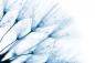 Preview: Blaue Pusteblumen als selbstklebende Fensterfolie