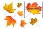Preview: Fenstersticker Herbstset mit Herbstblättern