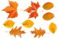 Preview: Fensterbilder Herbstset mit verschiedenen Blättern