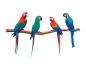 Preview: Vier Papageien Fenstersticker