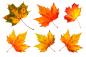 Preview: Herbstblätter Fenstersticker