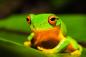 Preview: Fototapete mit einem grünem Laubfrosch