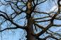 Preview: Fototapete kahler Baum