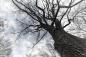 Preview: Fototapete Baum im Winter