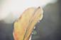 Preview: Fototapete Blatt im Herbst