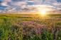Preview: Fototapete Wiese mit Blumen bei Sonnenaufgang