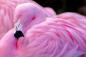 Preview: Fototapete pinker Flamingo
