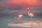 Preview: Fototapete Flamingos