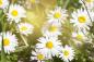Preview: Fototapete Gänseblümchen