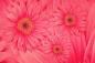 Preview: Fototapete Gerbera