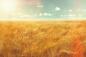 Preview: Fototapete Gerstefeld im Sommer im Vintage-Look