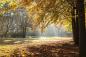 Preview: Fototapete Park im Herbst