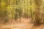Preview: Fototapete Wald im Herbst
