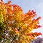 Preview: Fototapete Herbstbaum