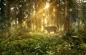 Preview: Fototapete Hirsch im Wald