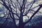 Preview: Fototapete unheimlicher Wald
