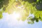 Preview: Fototapete Kastanienblätter im Sonnenlicht