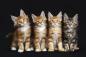 Preview: Fototapete Maine-Coon-Katzen