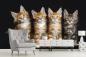 Preview: Fototapete Maine-Coon-Katzen