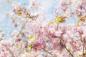 Preview: Fototapete Kirschblüte im Aquarell-Look