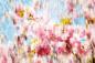 Preview: Fototapete - Kirschblüte im Art-Design