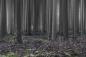 Preview: Fototapete abstrakter Wald