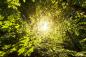 Preview: Fototapete Sonnenlicht im Wald