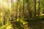 Preview: Fototapete ein Wald im Sonnenschein in Österreich